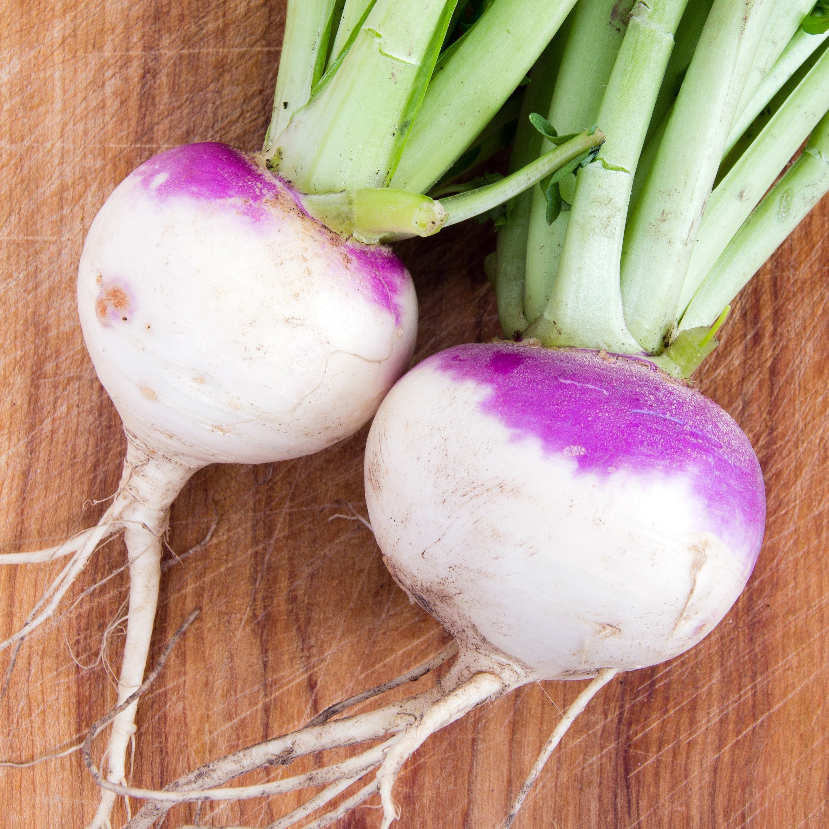Croque Paysage,semences Navet blanc à collet violet biologiques,légume racine annuel pour potager,semenciers québécois,laurentides,val-david