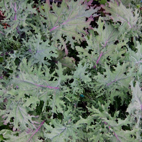 Croque Paysage,semences Chou frisé Kale Red Ursa biologiques,légume feuille annuel pour potager,semenciers québécois,laurentides,val-david