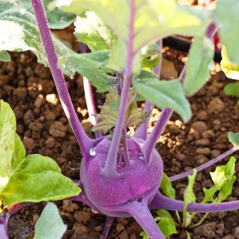 Chou rave violet hâtif de Vienne - Sachet Bio - Les Jardins de l'écoumène