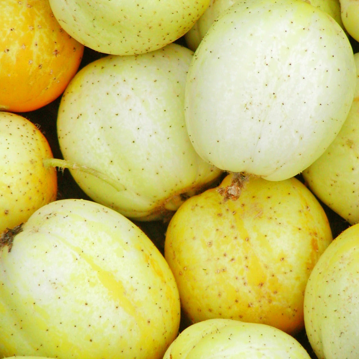 Croque Paysage,semences Concombre Citron biologiques,légume fruit annuel pour potager,semenciers québécois,laurentides,val-david