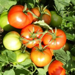 Croque Paysage,semences Tomate Mountain Princess biologiques,légume fruit annuel pour potager,semenciers québécois,laurentides,val-david
