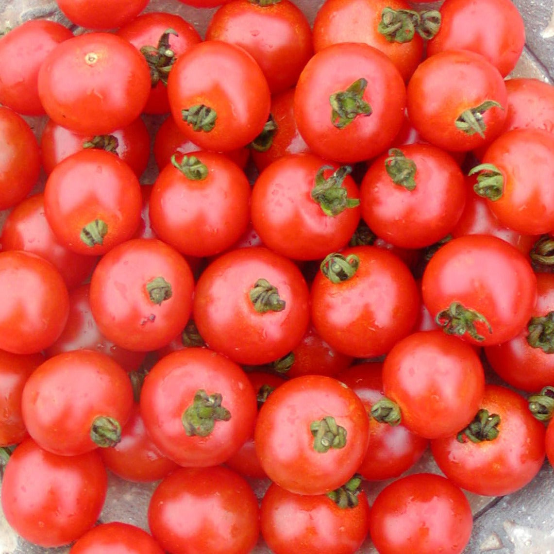 Croque Paysage,semences Tomate cerise Sub Artic biologiques,légume fruit annuel pour potager,semenciers québécois,laurentides,val-david