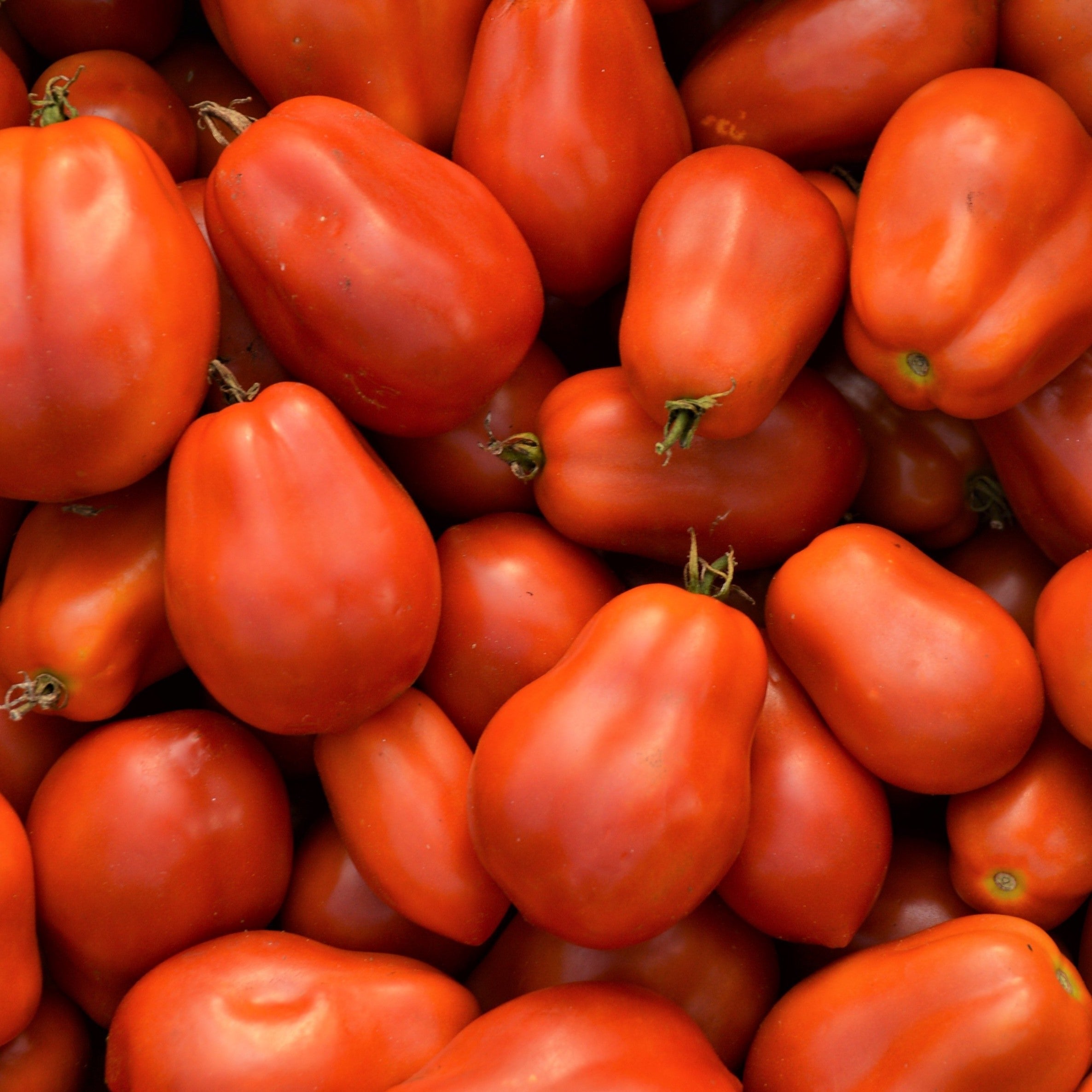 Croque Paysage,semences Tomate italienne Roma biologiques,légume fruit annuel pour potager,semenciers québécois,laurentides,val-david