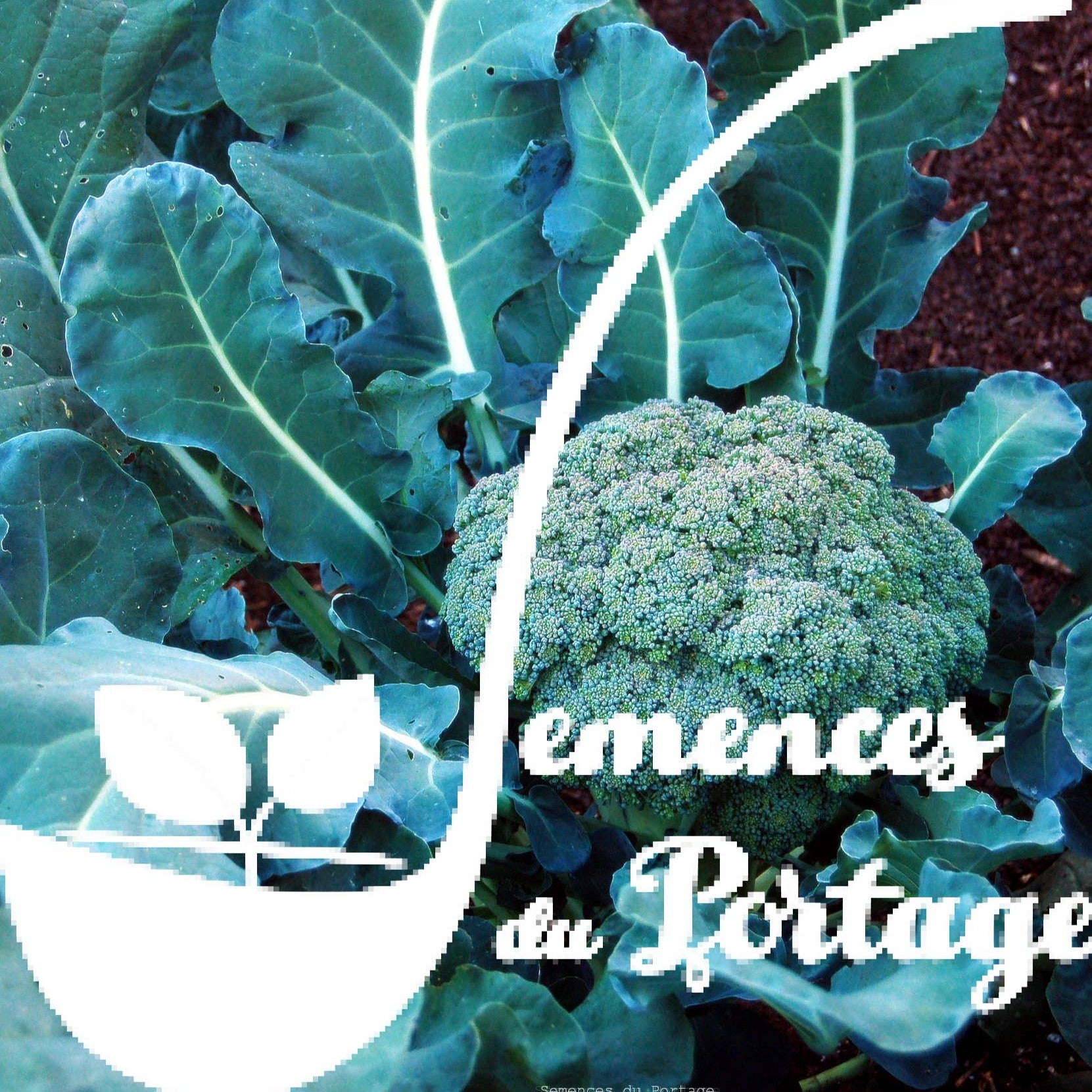 Croque Paysage,semences Brocoli Waltham 29 biologiques,légume feuille annuel pour potager,semenciers québécois,laurentides,val-david