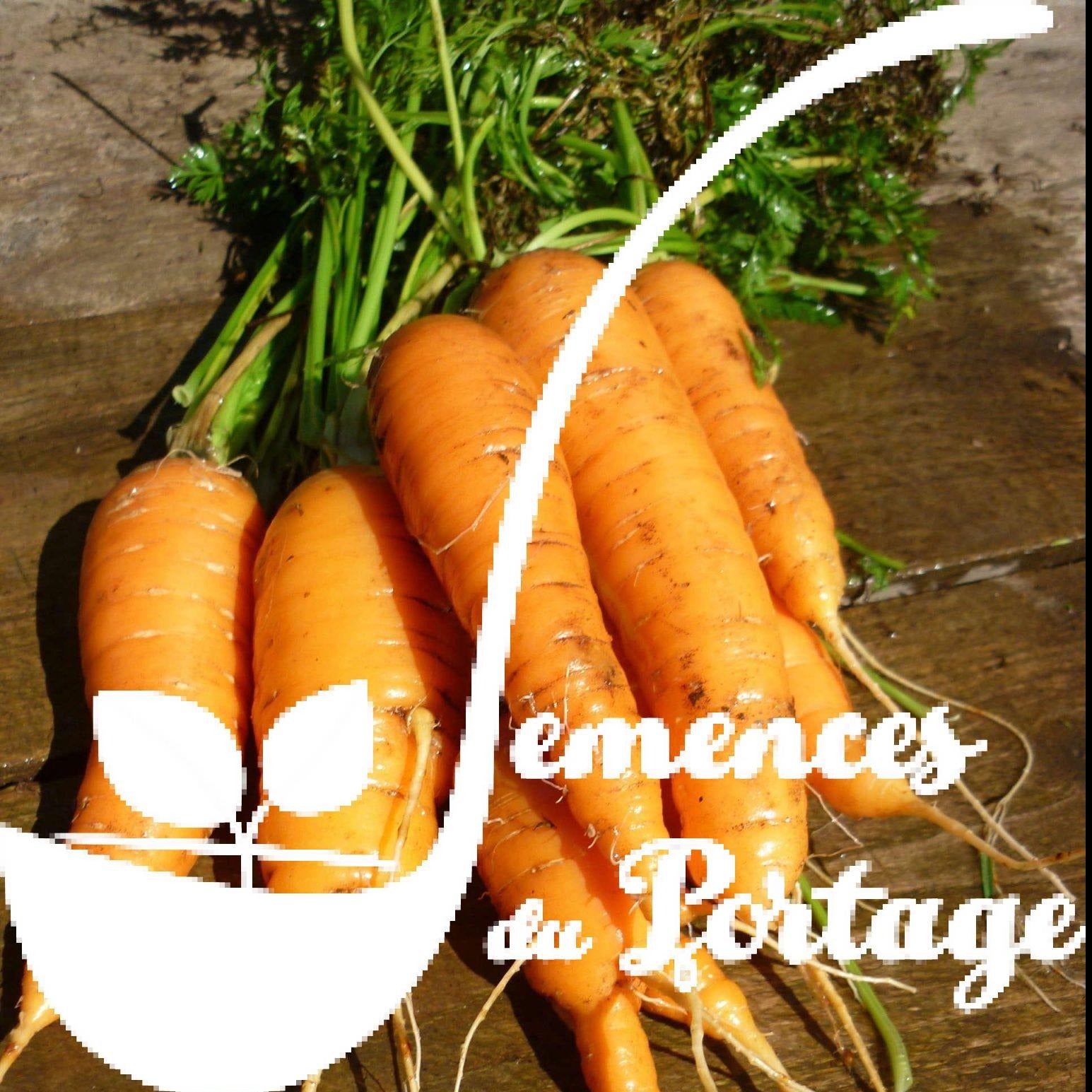Croque Paysage,semences Carotte Danvers biologiques,légume racine annuel pour potager,semenciers québécois,laurentides,val-david