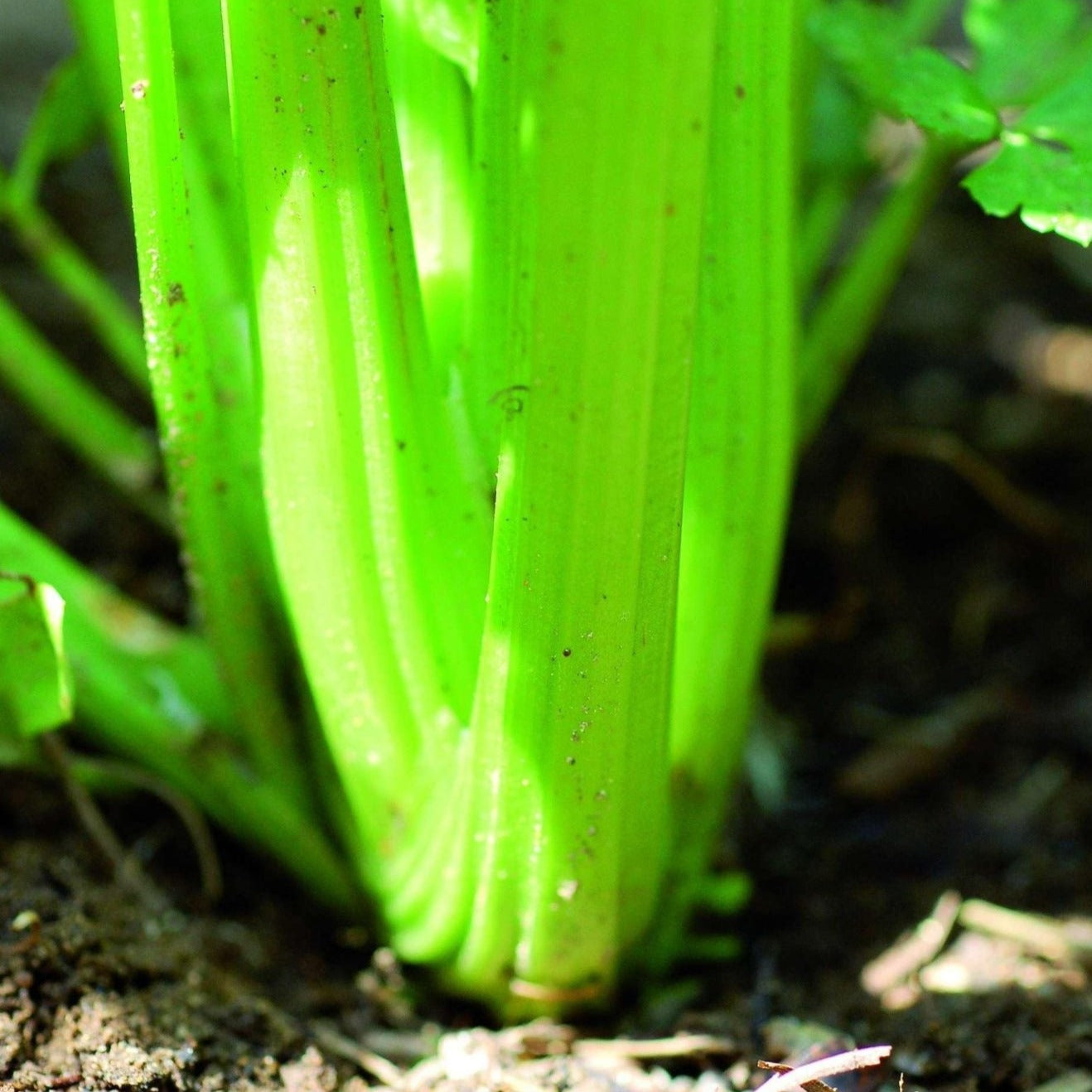 Croque Paysage,semences Celeri Tango biologiques,légume feuille annuel pour potager,semenciers québécois,laurentides,val-david