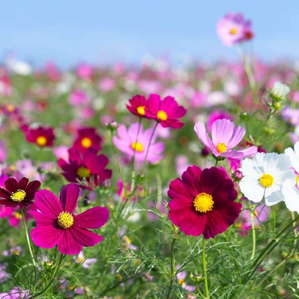 Croque Paysage,semences Cosmos en mélange biologiques,plantes à fleurs comestibles annuelle pour potager,semenciers québécois,laurentides,val-david
