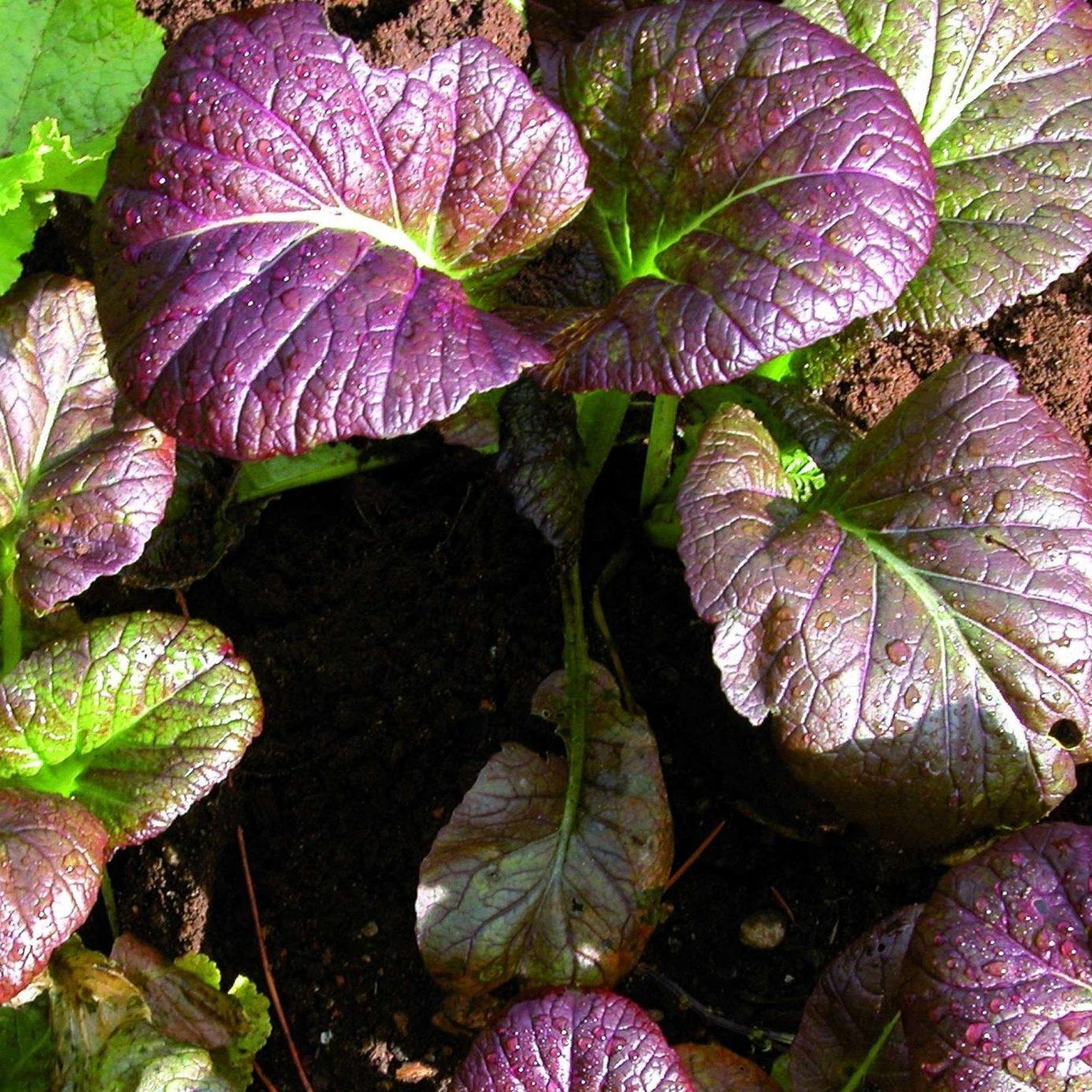 Croque Paysage,semences Moutarde Osaka Purple biologiques,légume feuille annuel pour potager,semenciers québécois,laurentides,val-david