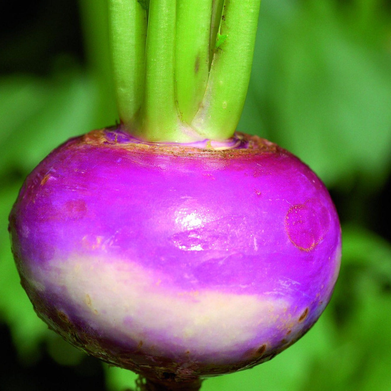 Croque Paysage,semences Navet blanc à collet violet biologiques,légume racine annuel pour potager,semenciers québécois,laurentides,val-david