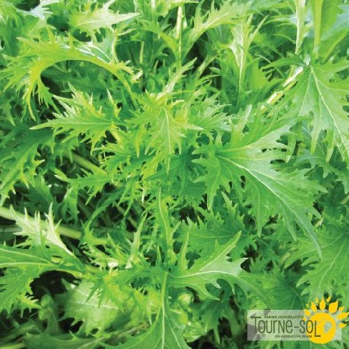 Croque Paysage,semences Mizuna Asian Green biologiques,légume feuille annuel pour potager,semenciers québécois,laurentides,val-david