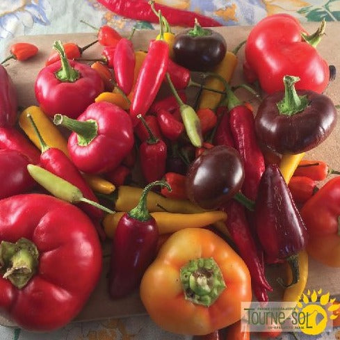 Croque Paysage,semences Piment fort Mélange biologiques,légume fruit annuel pour potager,semenciers québécois,laurentides,val-david